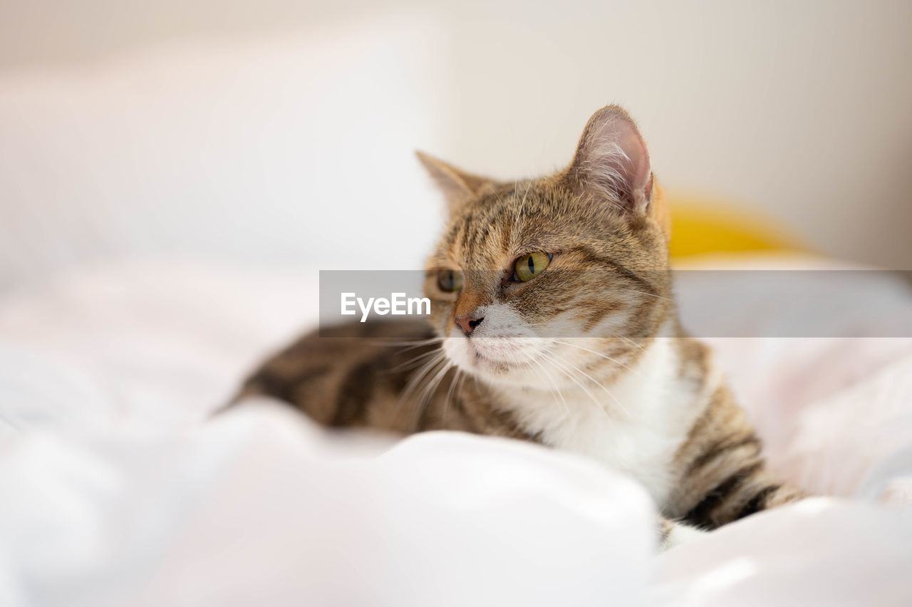 CAT RESTING IN A BED