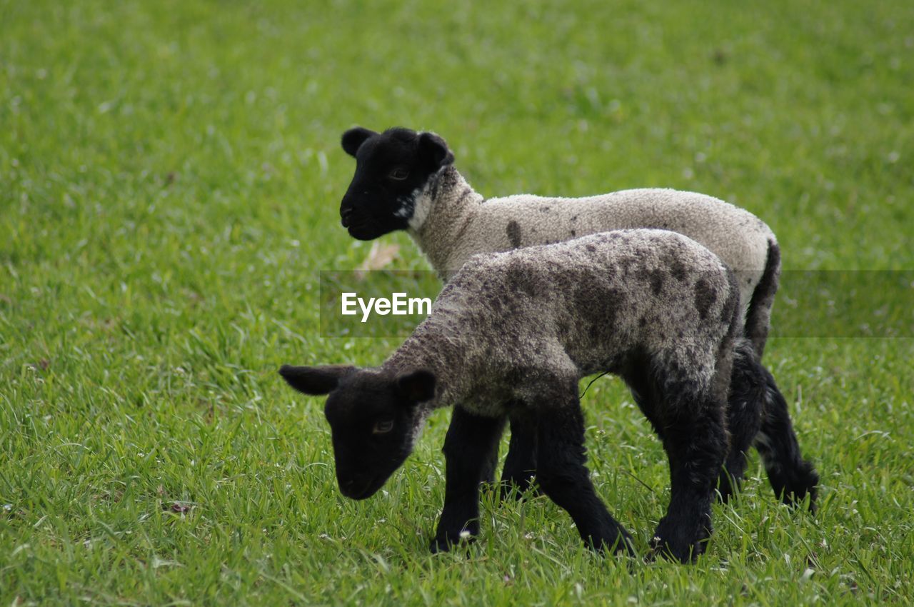 PORTRAIT OF A SHEEP ON GRASS