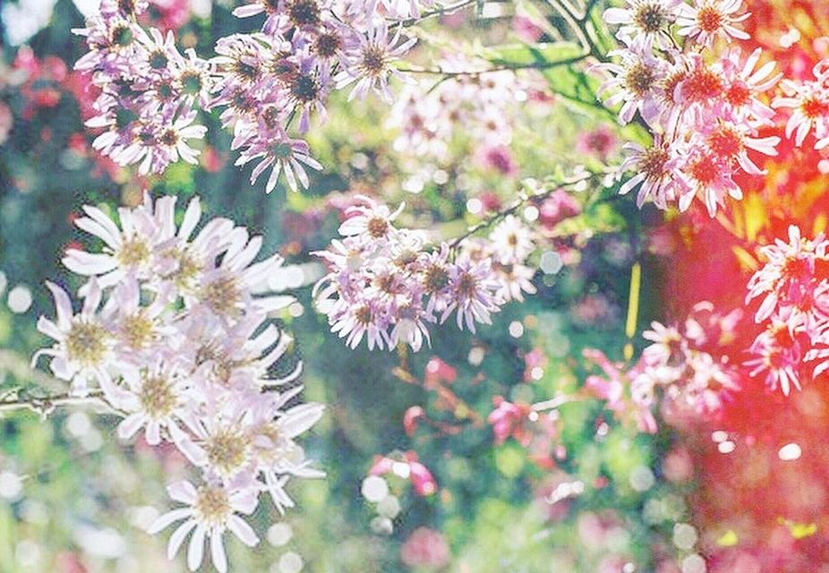 plant, flower, flowering plant, beauty in nature, freshness, blossom, fragility, growth, nature, branch, no people, close-up, tree, day, outdoors, springtime, pink, flower head, produce, shrub, inflorescence, petal, selective focus, backgrounds, botany