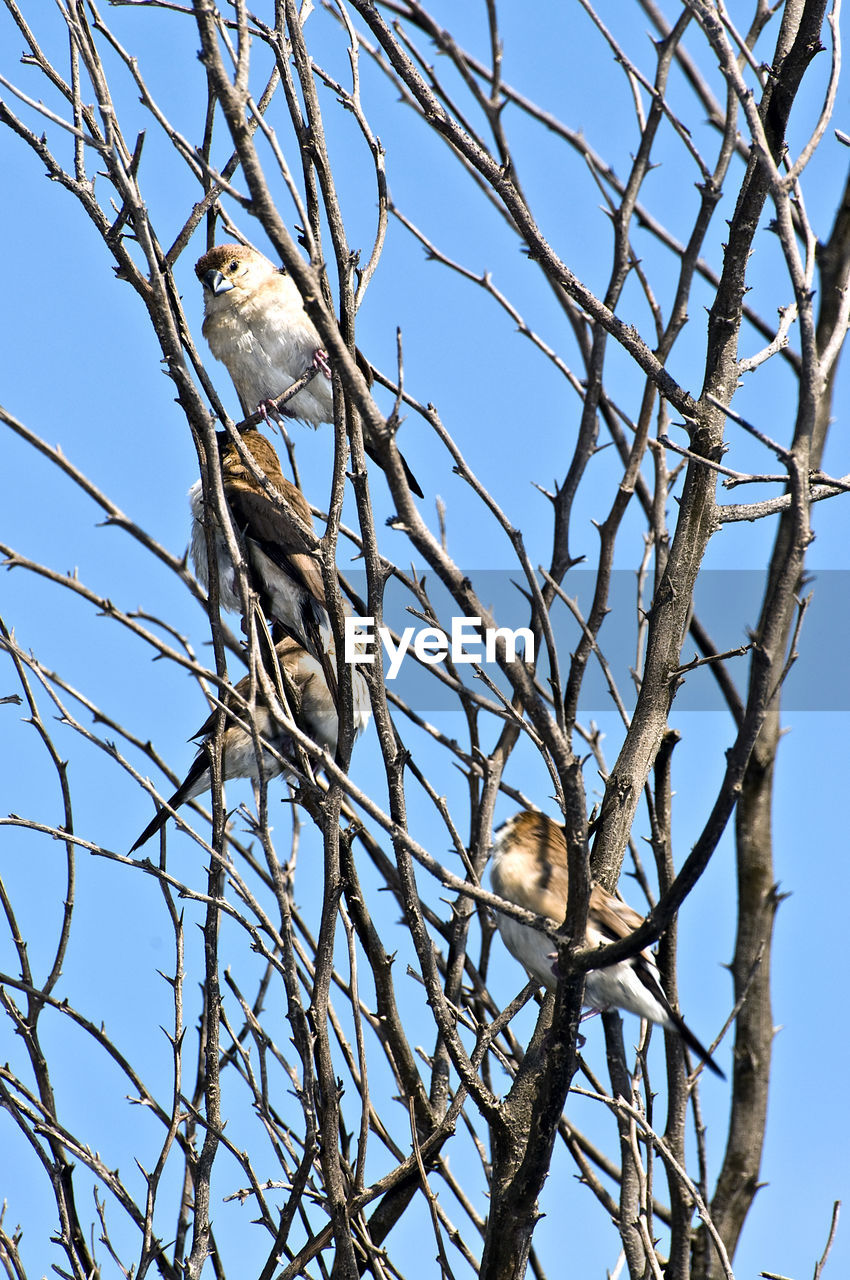 LOW ANGLE VIEW OF BIRDS PERCHING ON TREE AGAINST SKY