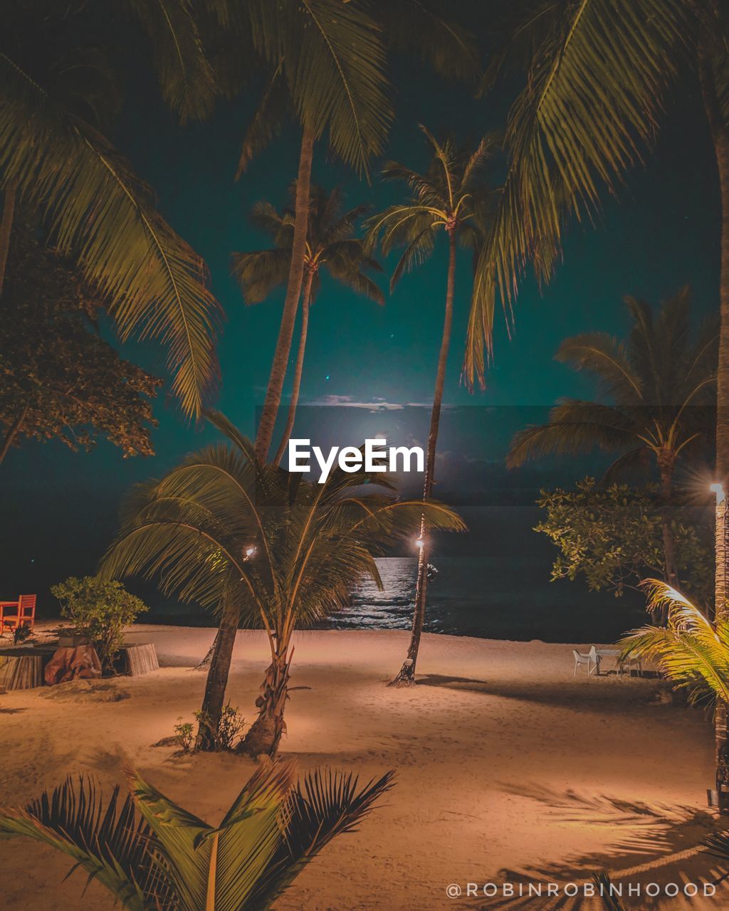 PALM TREES AT NIGHT