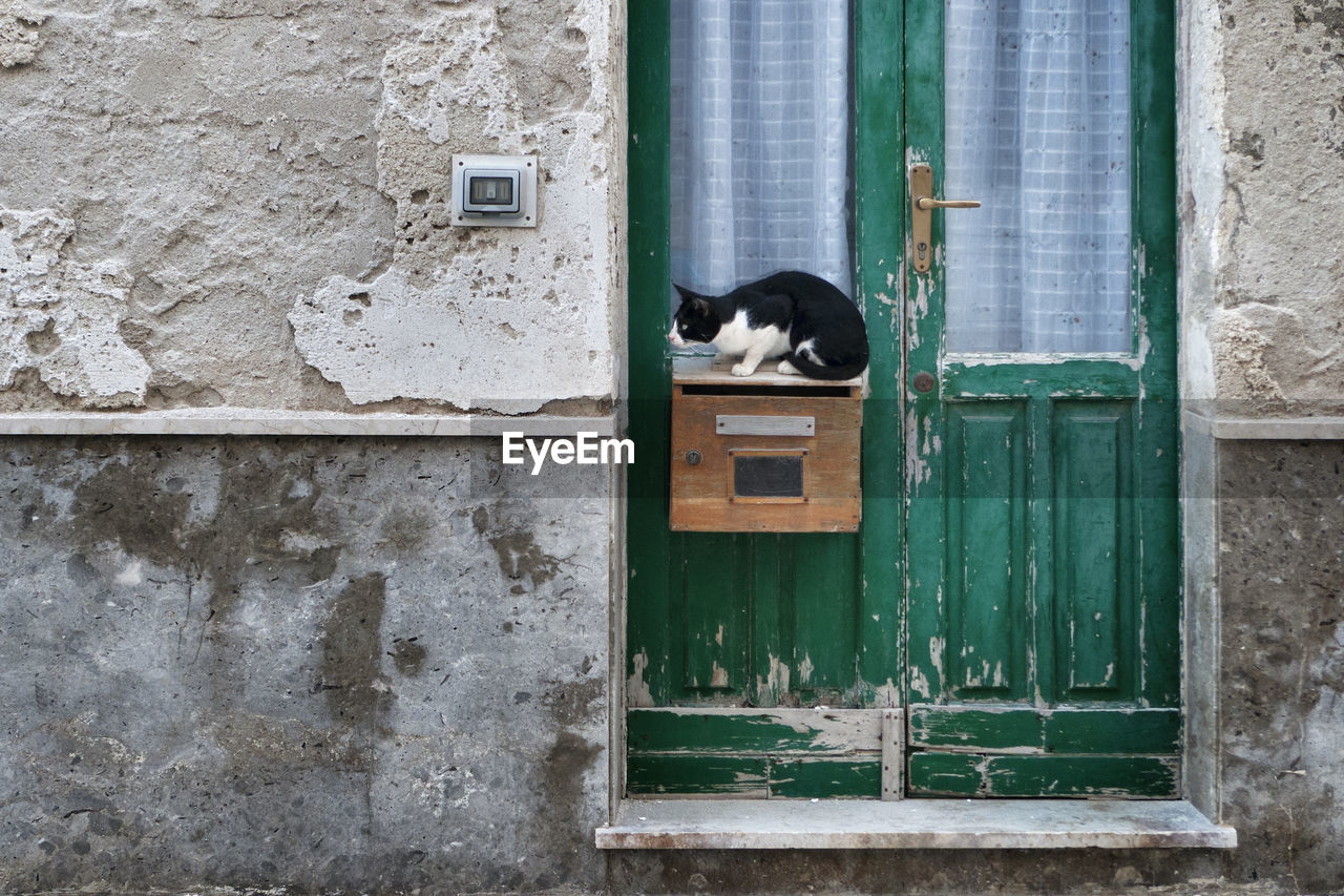 VIEW OF A CAT WITH CLOSED WINDOW