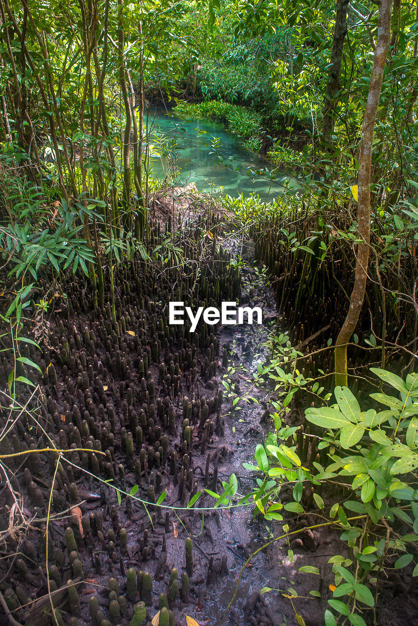 PLANTS GROWING IN SWAMP