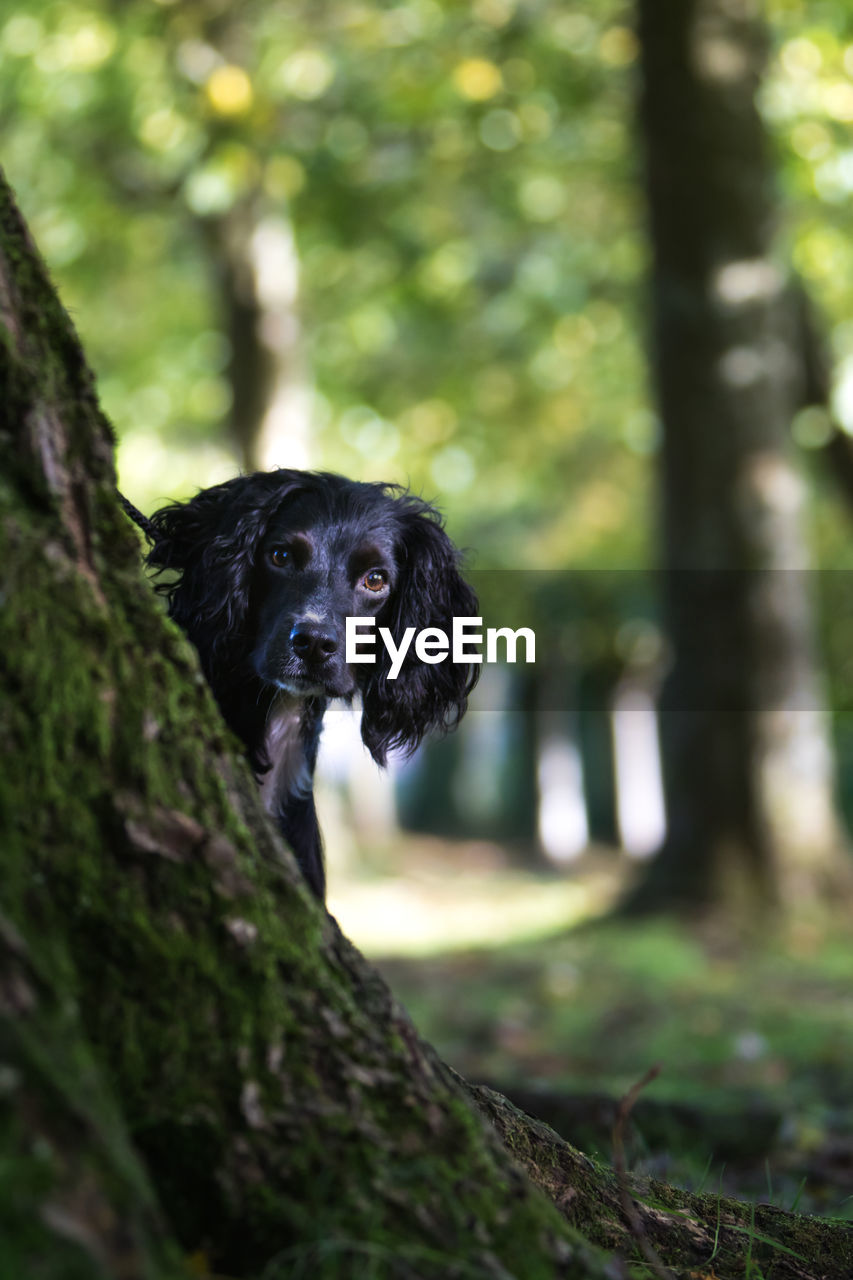 PORTRAIT OF DOG ON TREE IN FOREST