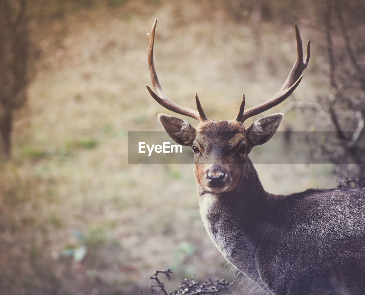 CLOSE-UP PORTRAIT OF DEER