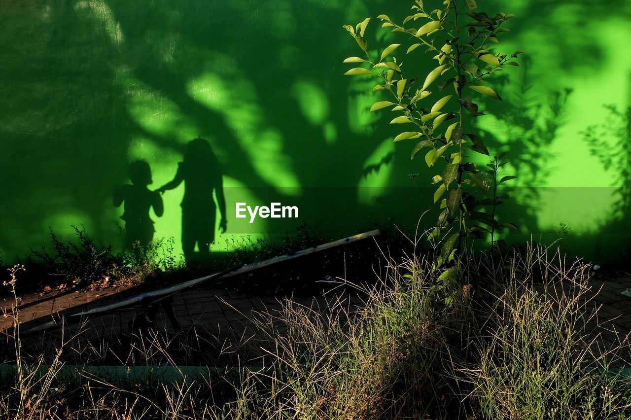 Close-up of plants by trees at night