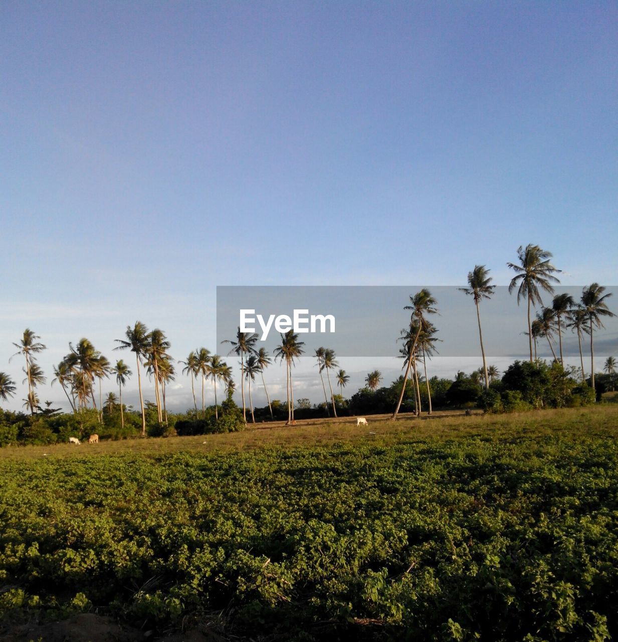 PALM TREES ON GRASSY FIELD AGAINST SKY