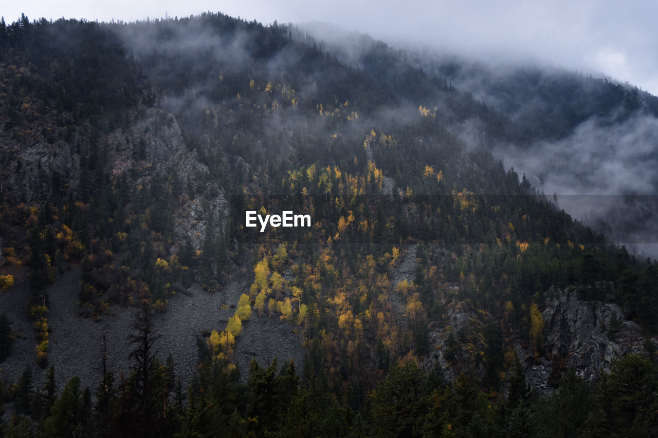 SCENIC VIEW OF FOREST AGAINST MOUNTAIN