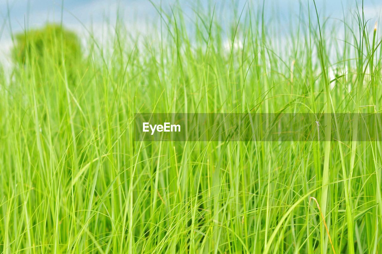 Close-up of fresh green grass in field