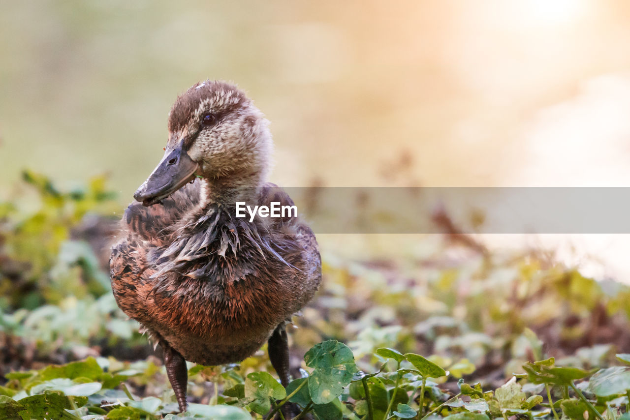 CLOSE-UP OF A BIRD IN FIELD