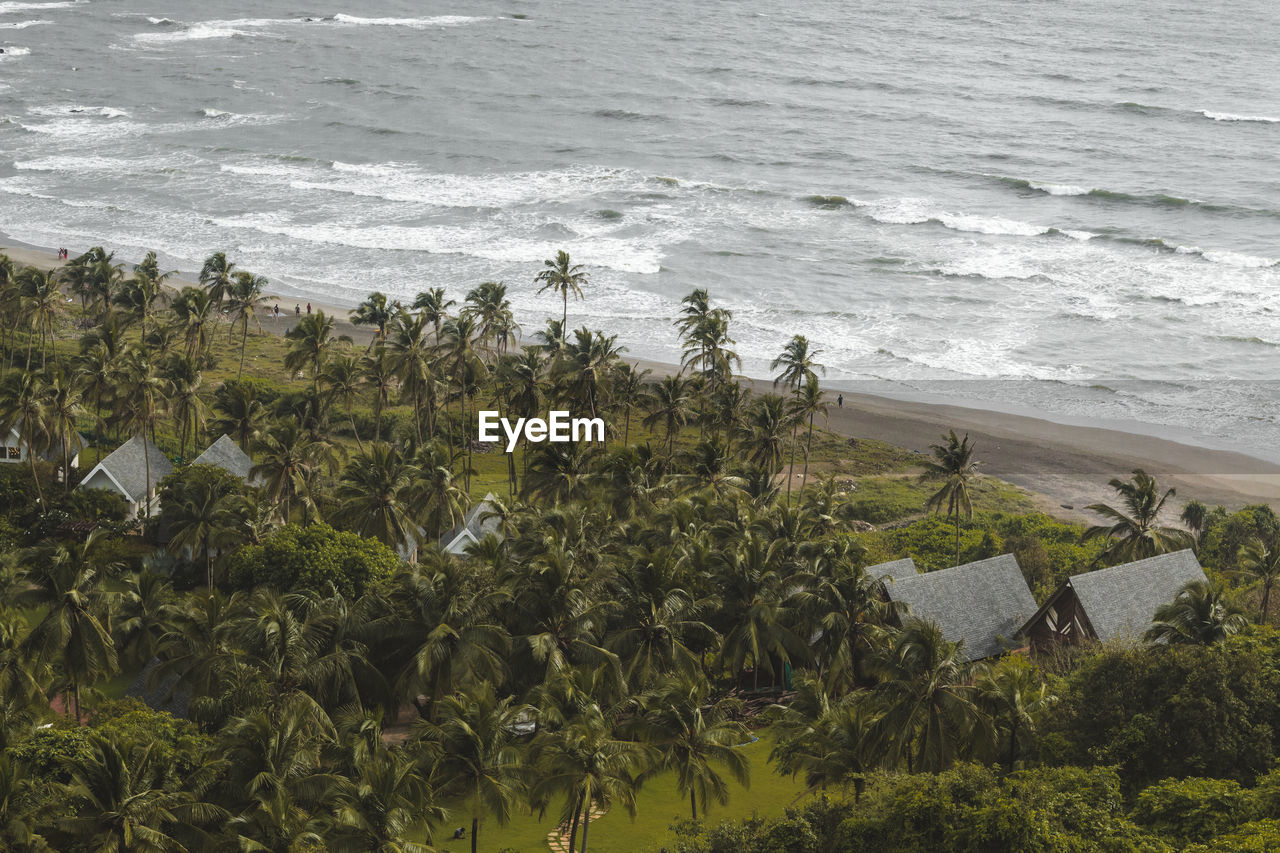 Palm trees at beach