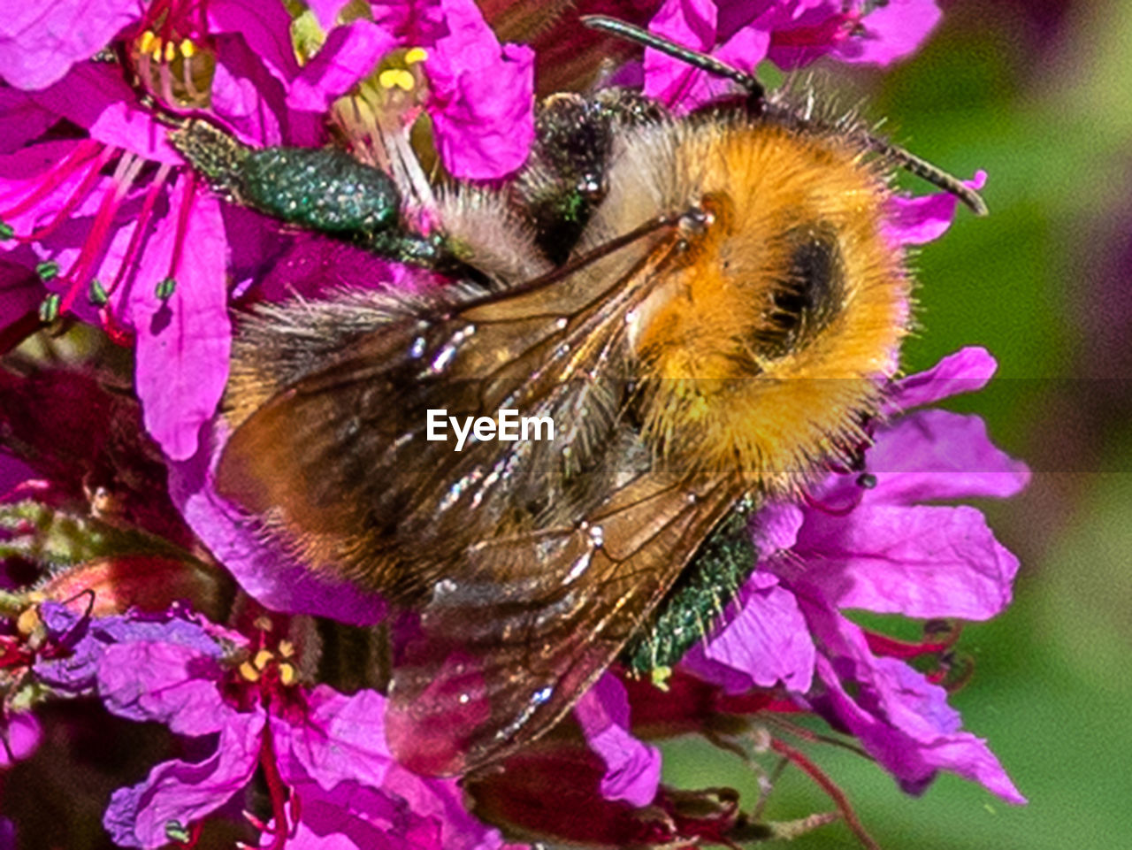 CLOSE-UP OF BUTTERFLY POLLINATING ON PURPLE FLOWER