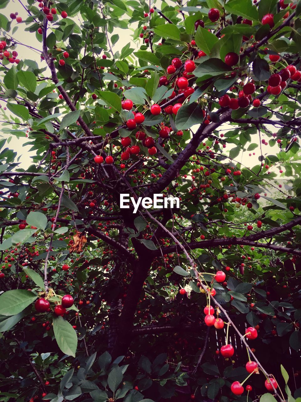 Low angle view of cherries growing on tree