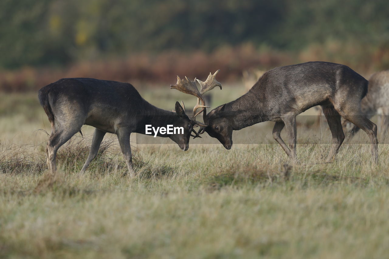 Fallow deer locking horns