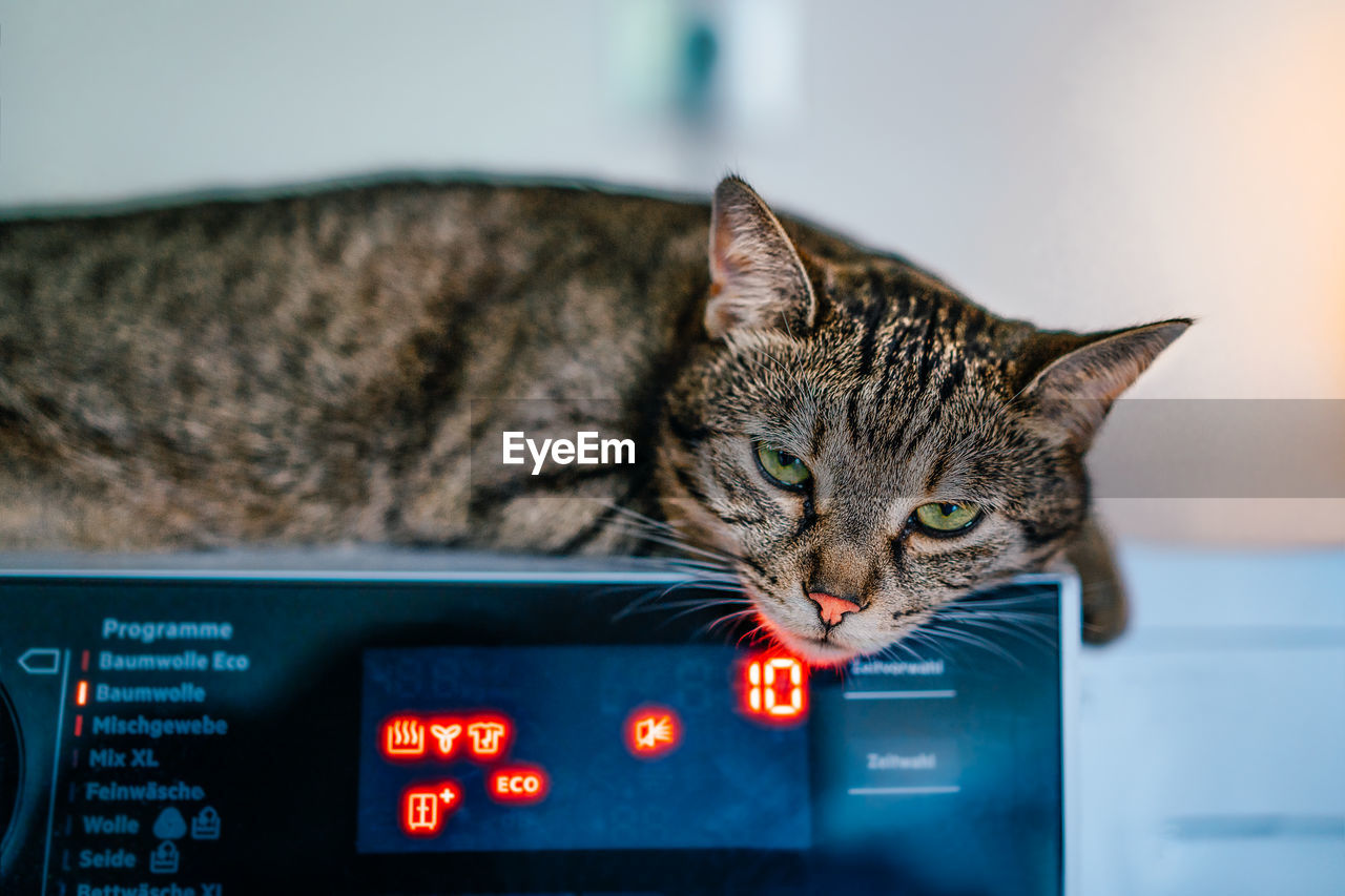 Close-up portrait of a cat sitting on washing machine at home