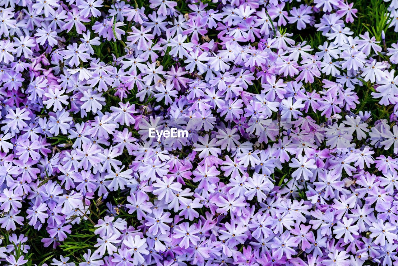 Full frame shot of purple flowers