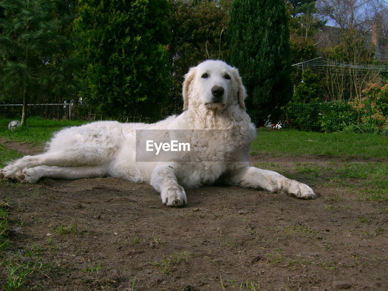 PORTRAIT OF WHITE DOG SITTING ON LAND