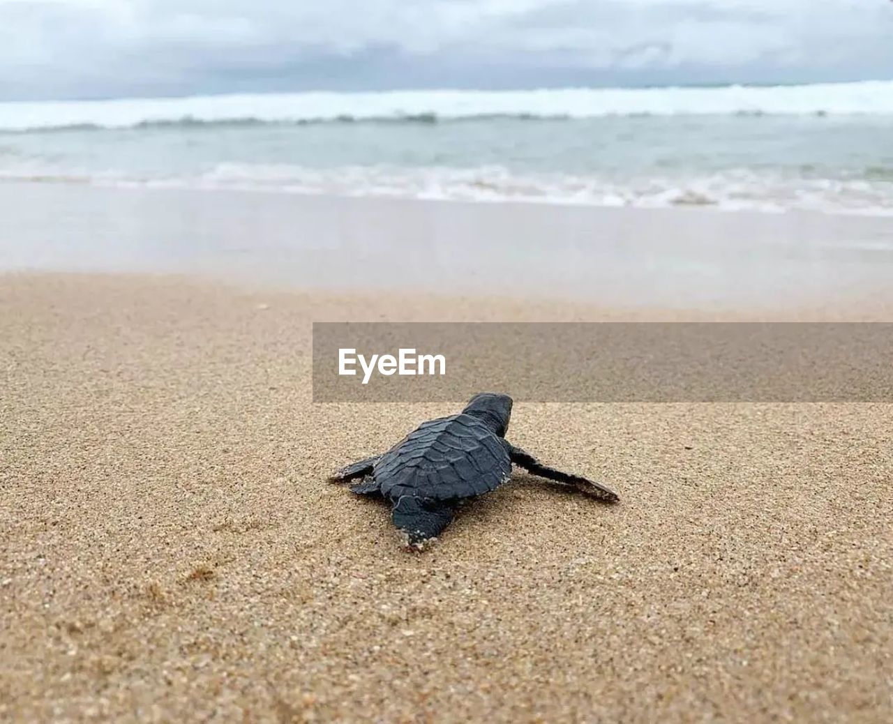 Turtle on sand at beach