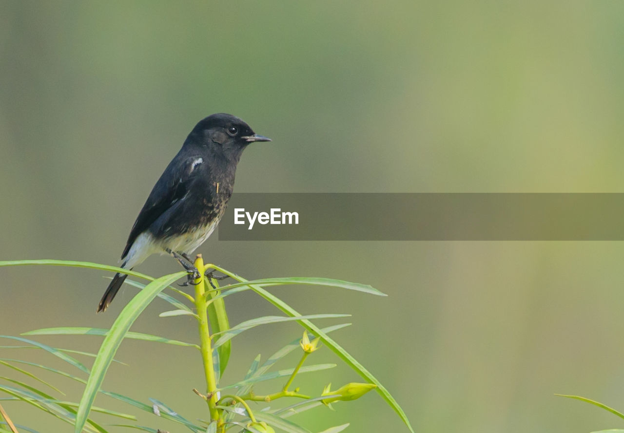 CLOSE-UP OF A BIRD PERCHING ON PLANT