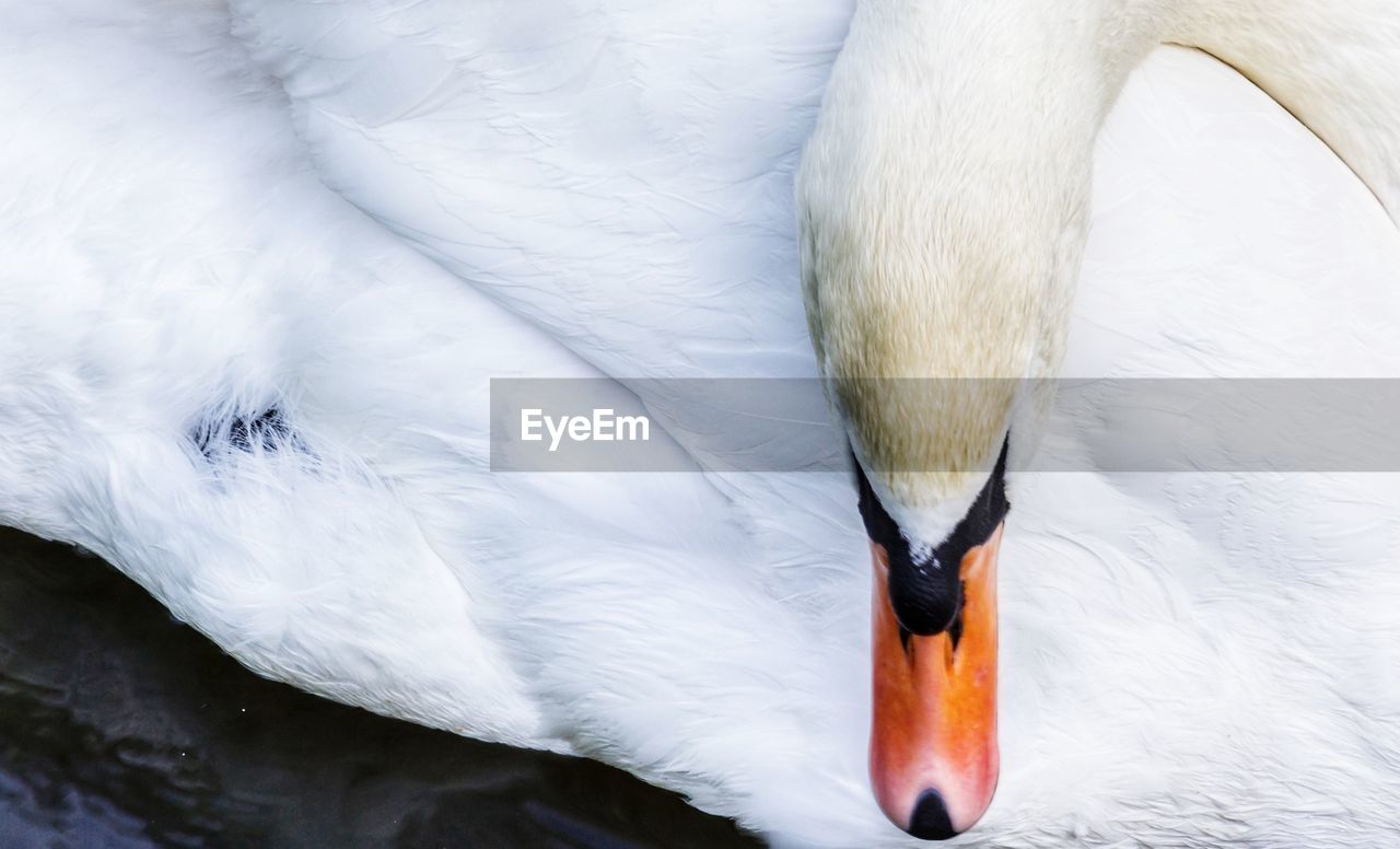 Close-up of swan