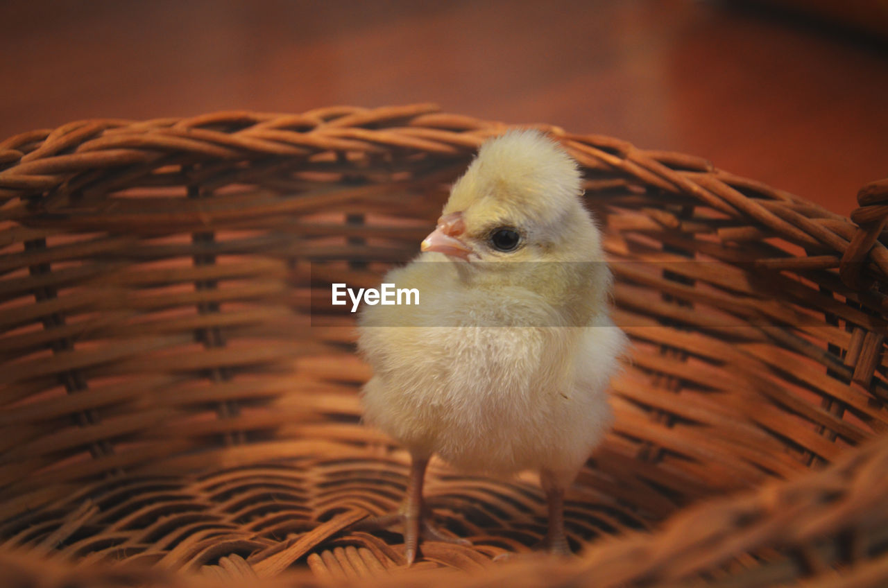 High angle view of chick in basket