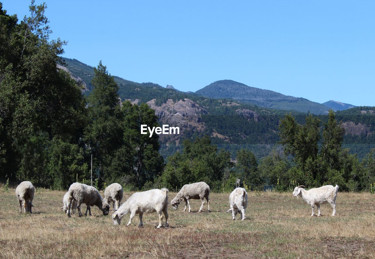 VIEW OF HORSES GRAZING IN FIELD