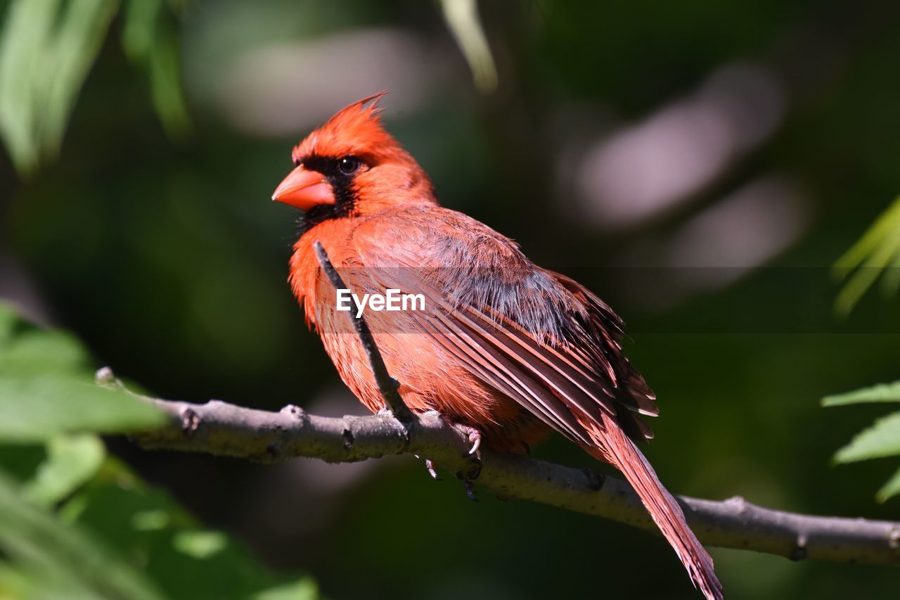 Close-up of cardinal perching on plant