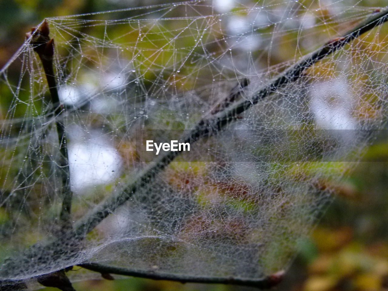 CLOSE-UP OF SPIDER WEB OUTDOORS