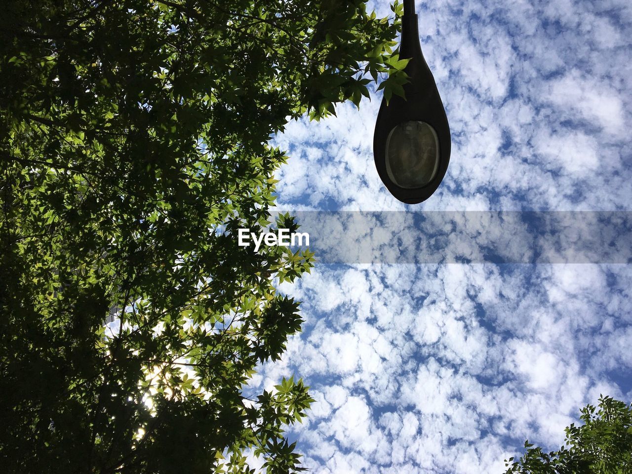 LOW ANGLE VIEW OF TREES AGAINST SKY