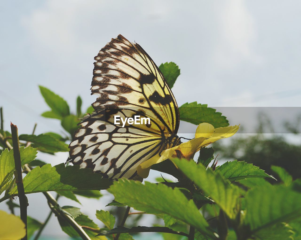 CLOSE-UP OF BUTTERFLY ON YELLOW FLOWER