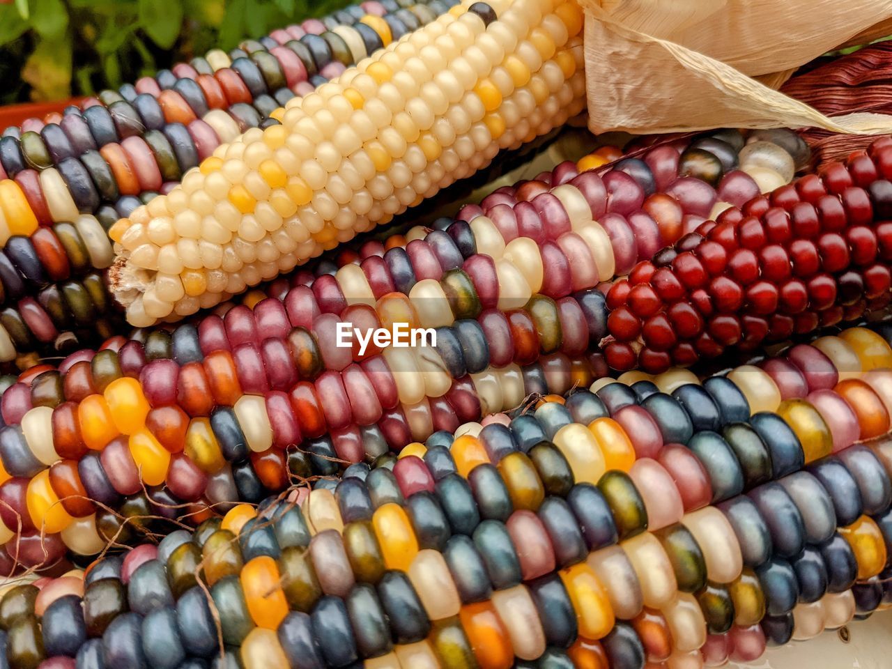 Indian corn multicolor