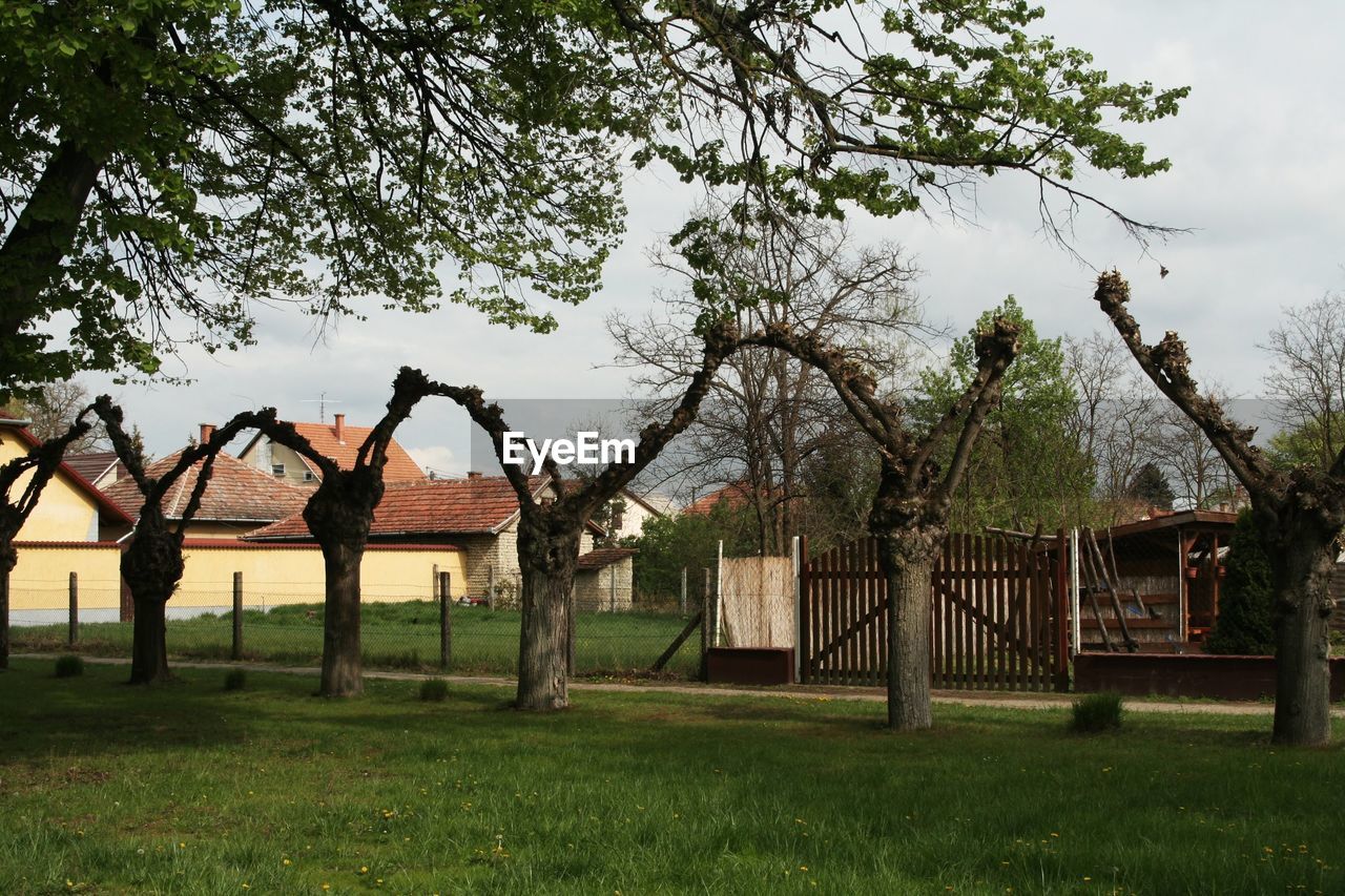 Trees and houses on field against sky