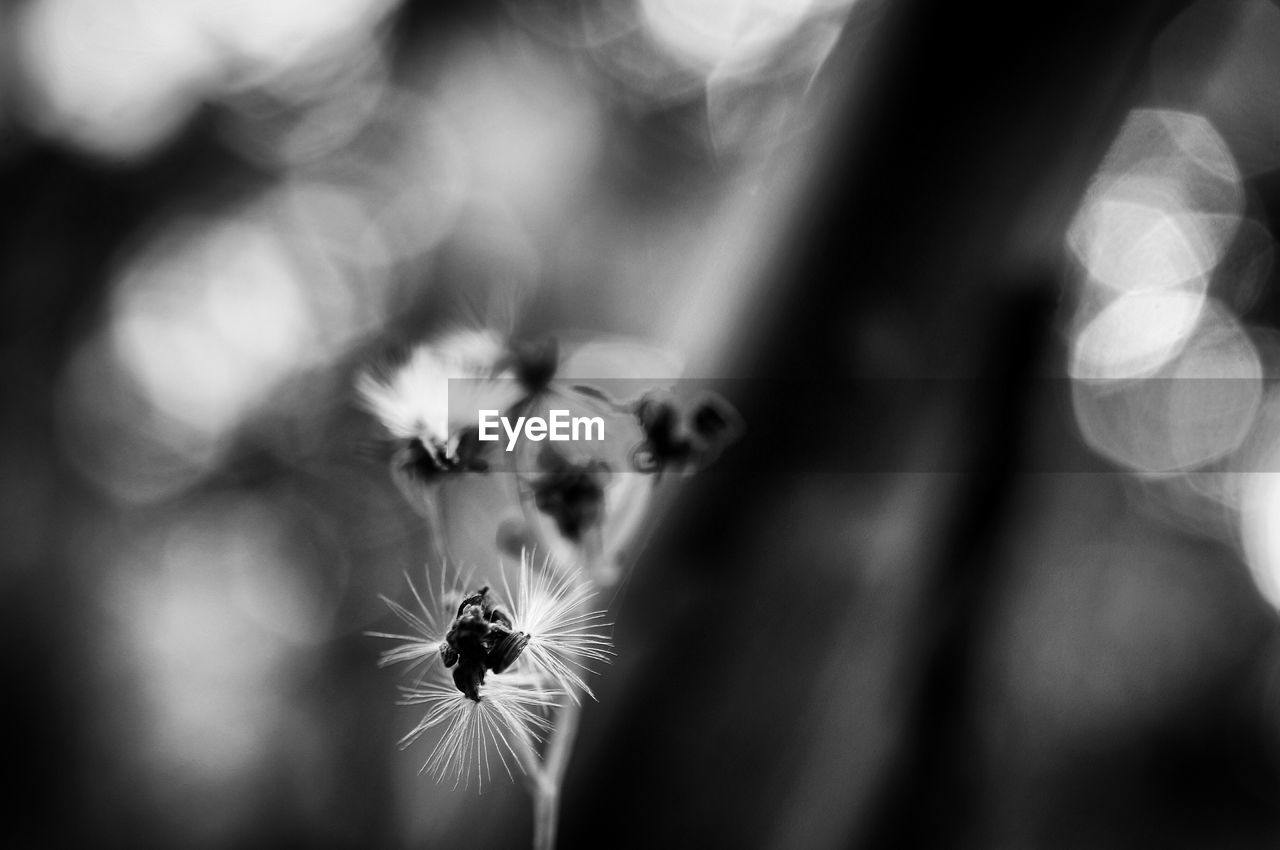 Extreme close-up of flower blooming outdoors