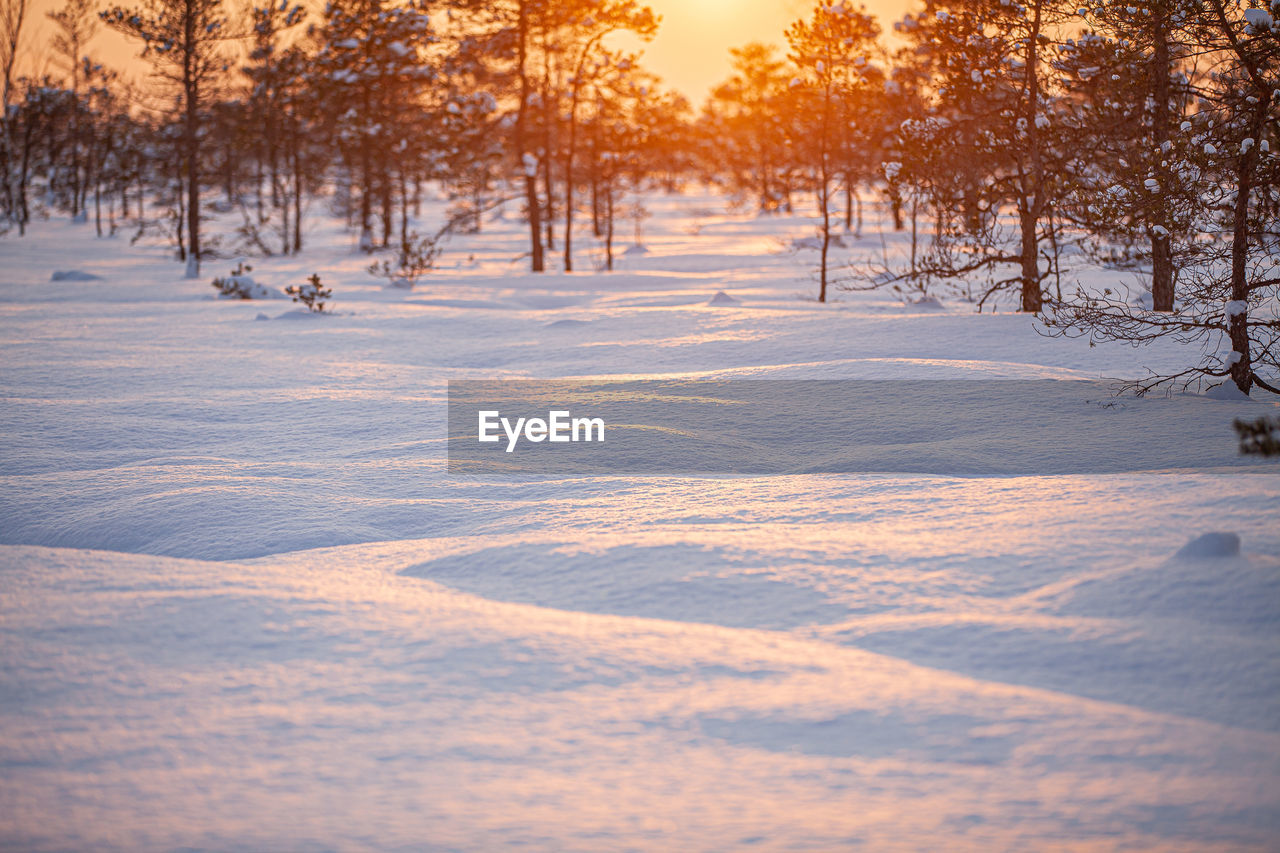 TREES ON SNOW COVERED LAND