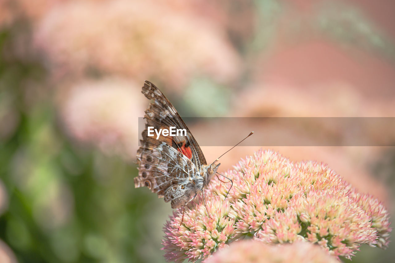 Close-up of butterfly pollinating on flower