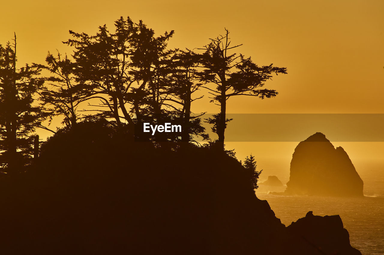 low angle view of silhouette tree against sky during sunset