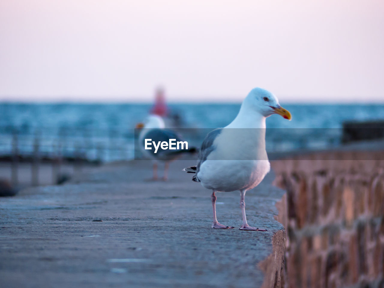 Seagull perching on stone wall at beach against sky
