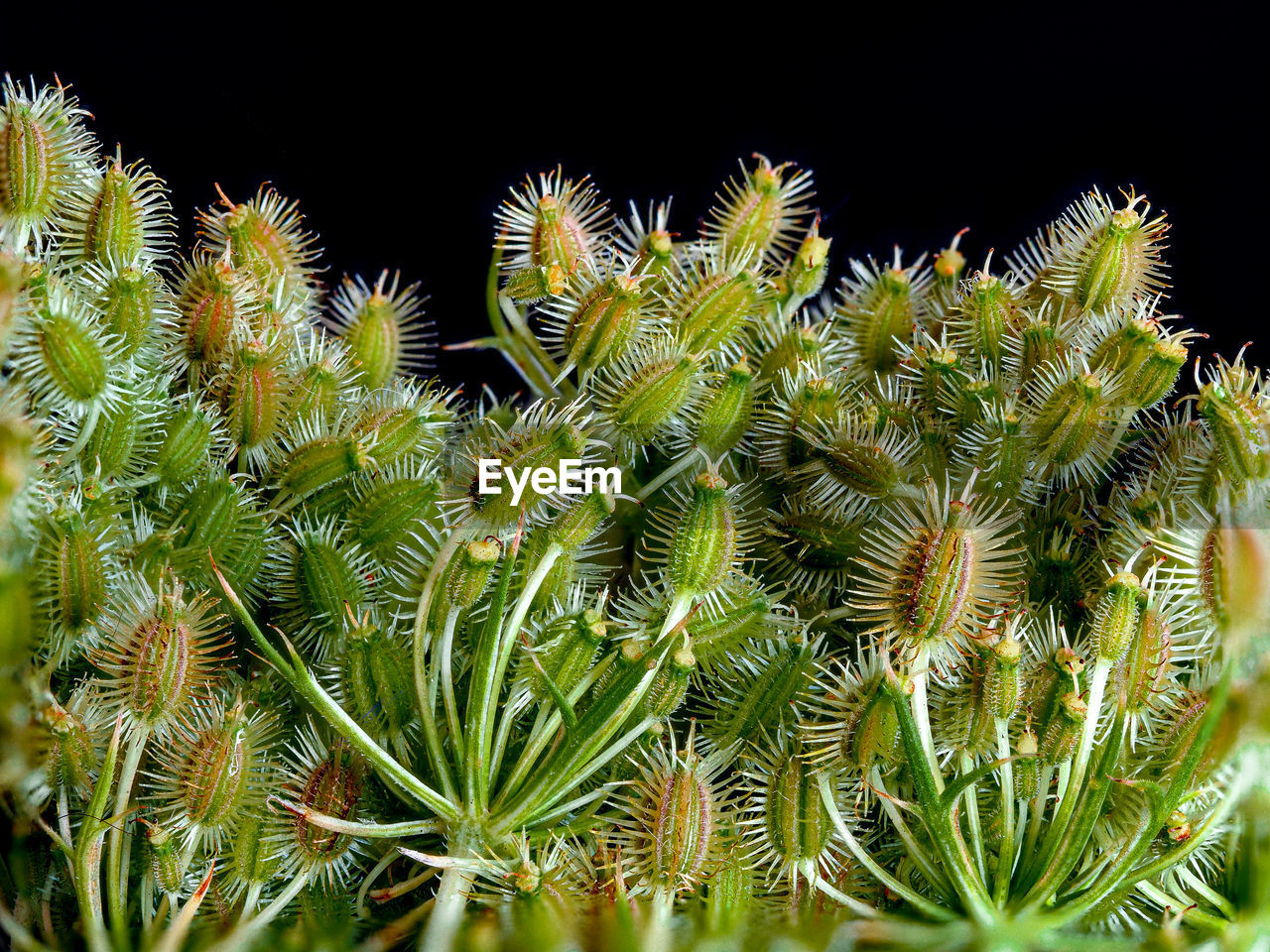 Close-up of plant daucus carota  