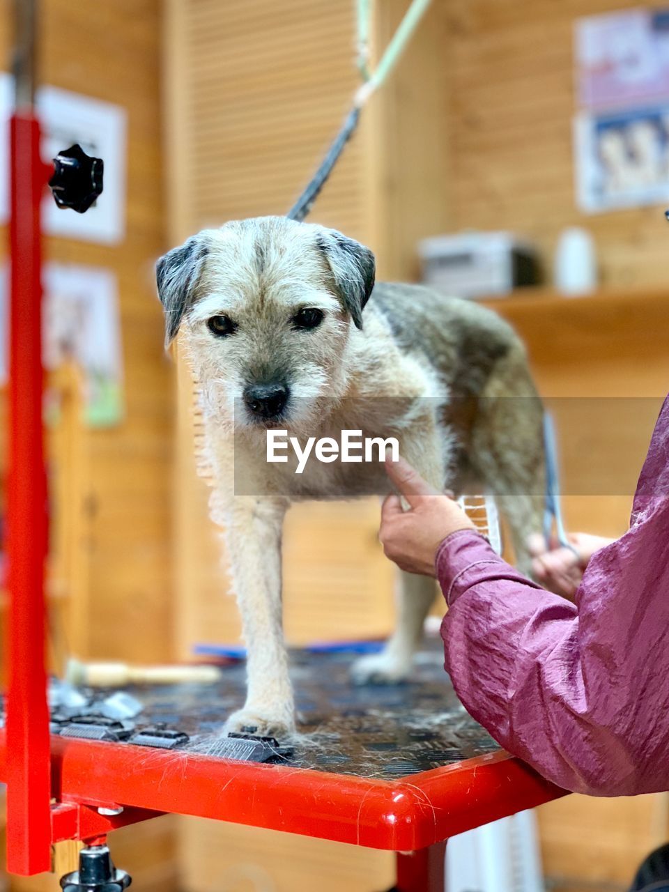 Cropped hand of woman cutting dog hair