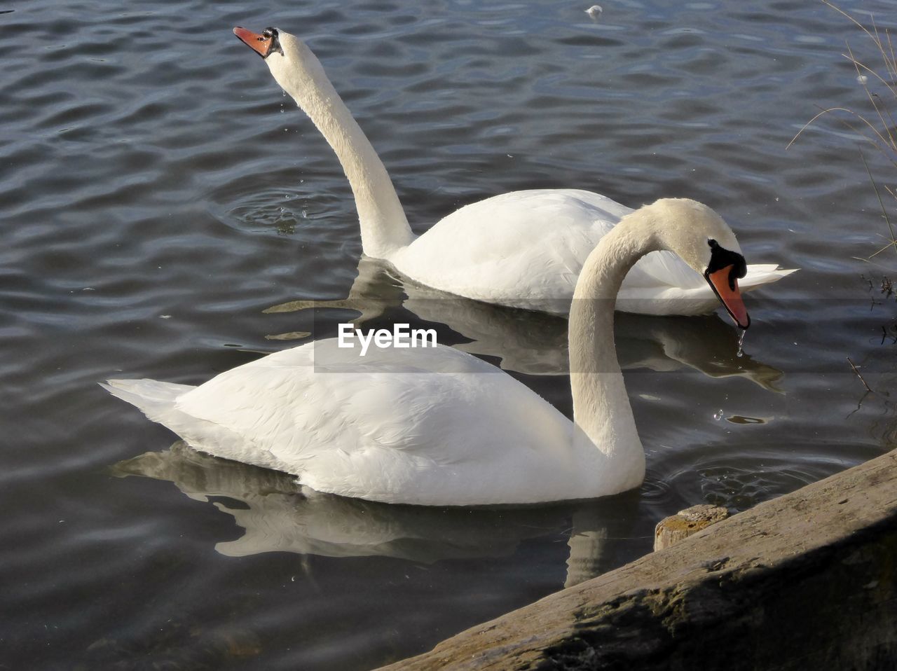 SWAN FLOATING ON WATER