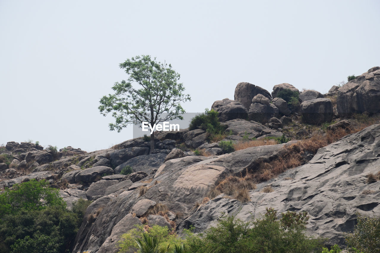 Trees on cliff against clear sky