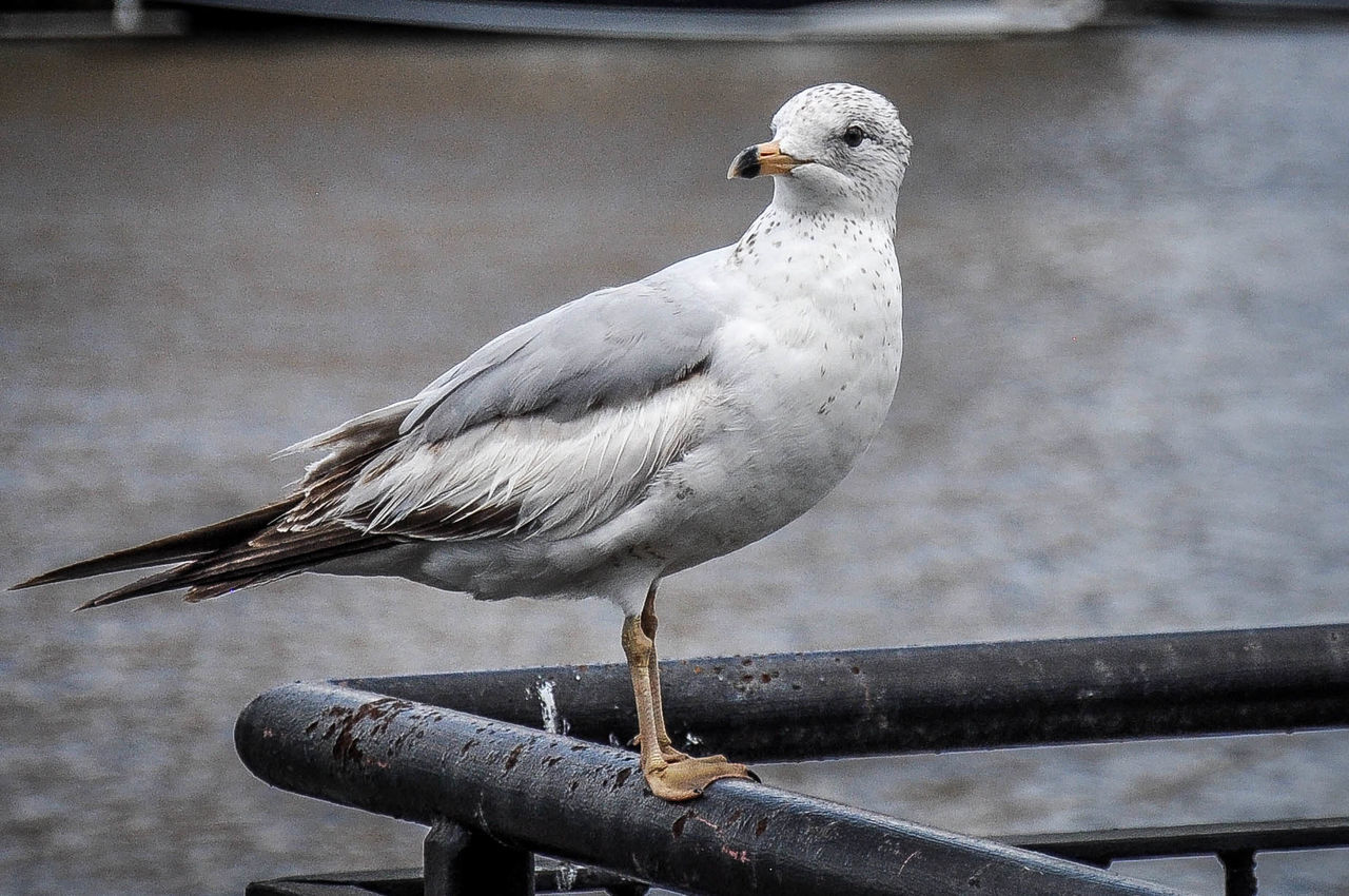 Seagull perching on railing by river