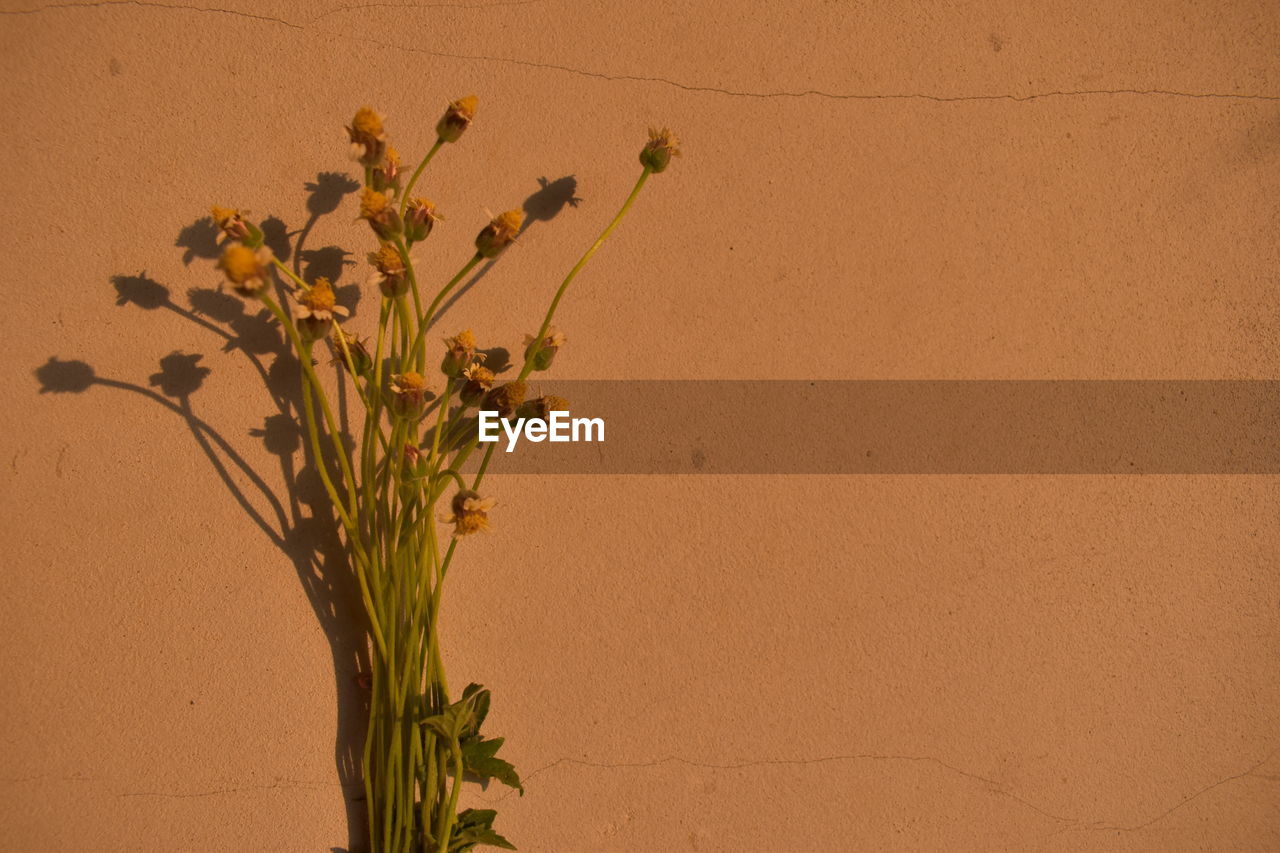 CLOSE-UP OF PLANTS AGAINST WALL