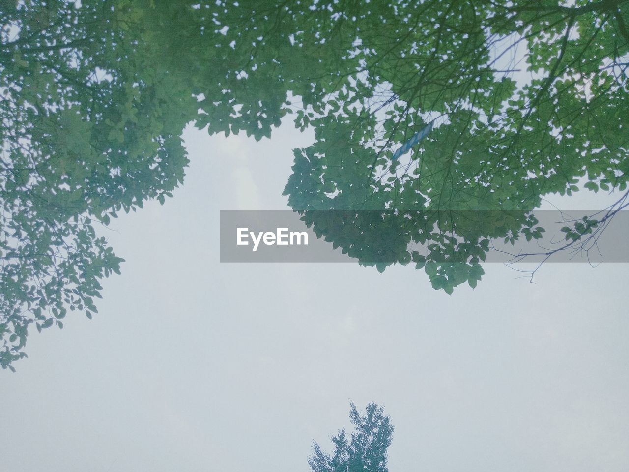 LOW ANGLE VIEW OF TREES AGAINST SKY