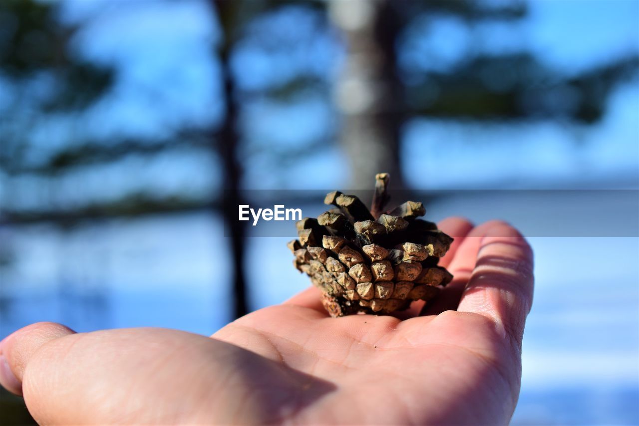 Close-up of hand holding pine cone outdoors
