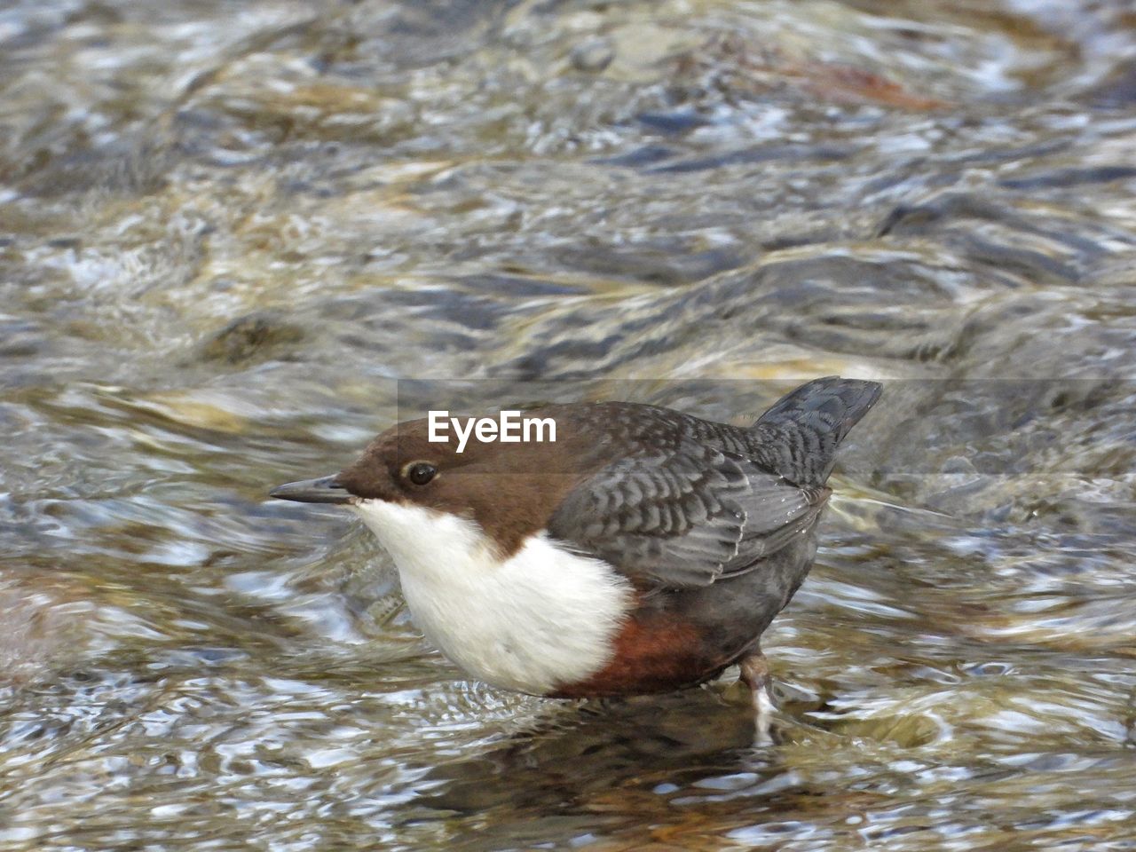 HIGH ANGLE VIEW OF BIRD SWIMMING IN LAKE