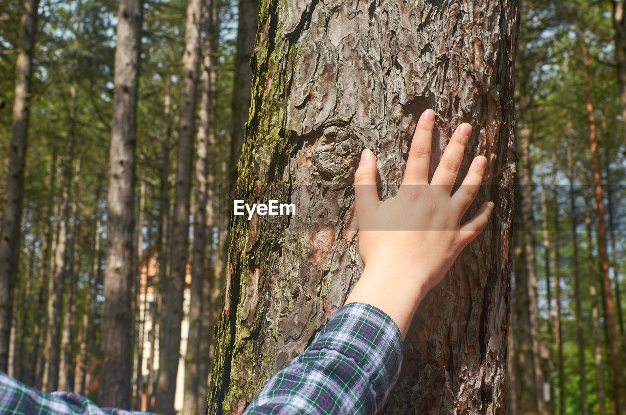 tree, trunk, tree trunk, plant, forest, hand, one person, nature, land, natural environment, woodland, leisure activity, day, adult, lifestyles, outdoors, autumn, environment, personal perspective, leaf, growth, human limb, focus on foreground, sunlight, spring, limb, women, men, person