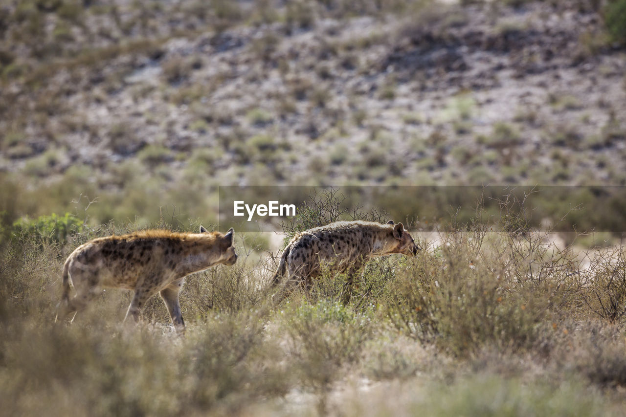 View of spotted hyenas in wild