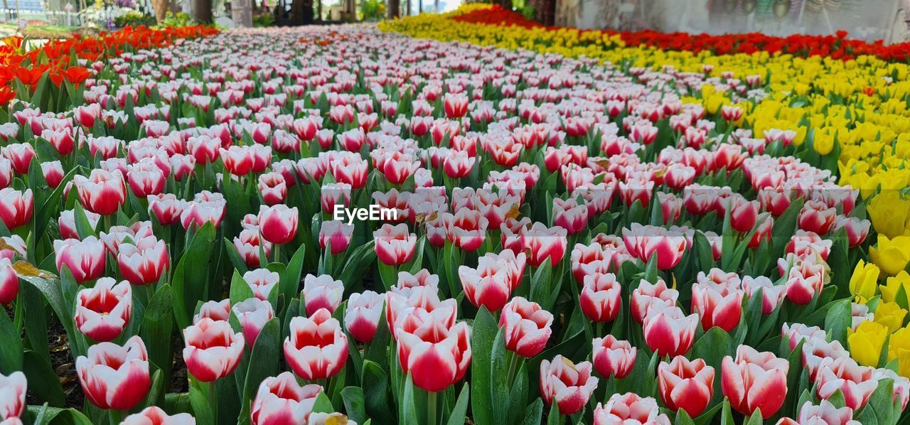 flower, flowering plant, plant, tulip, beauty in nature, freshness, fragility, nature, flowerbed, growth, multi colored, abundance, flower head, petal, inflorescence, red, land, springtime, field, no people, close-up, botany, day, yellow, landscape, outdoors, vibrant color, garden, pink, blossom, ornamental garden, environment, backgrounds, tranquility, panoramic, leaf, plant part, green, park, scenics - nature, sunlight, botanical garden