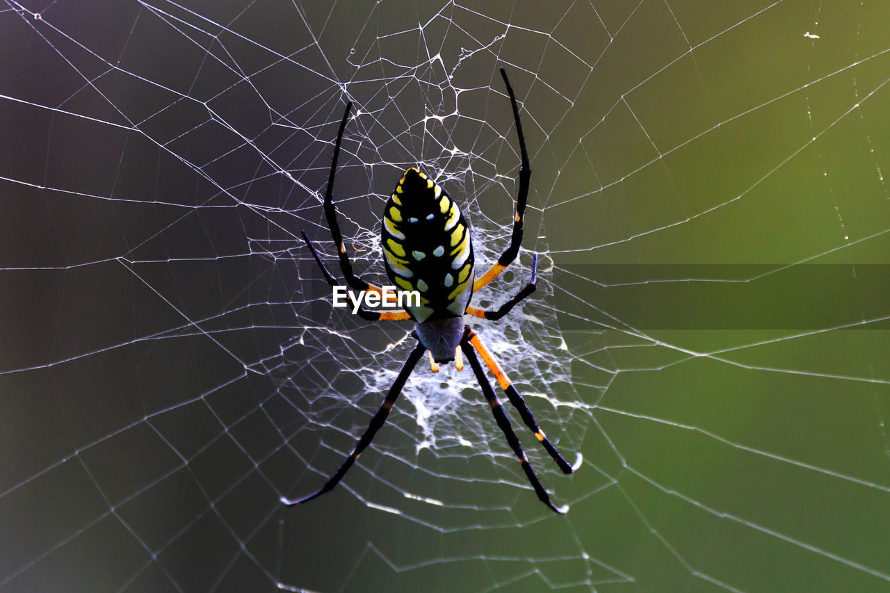 CLOSE-UP OF SPIDER ON WEB OUTDOORS